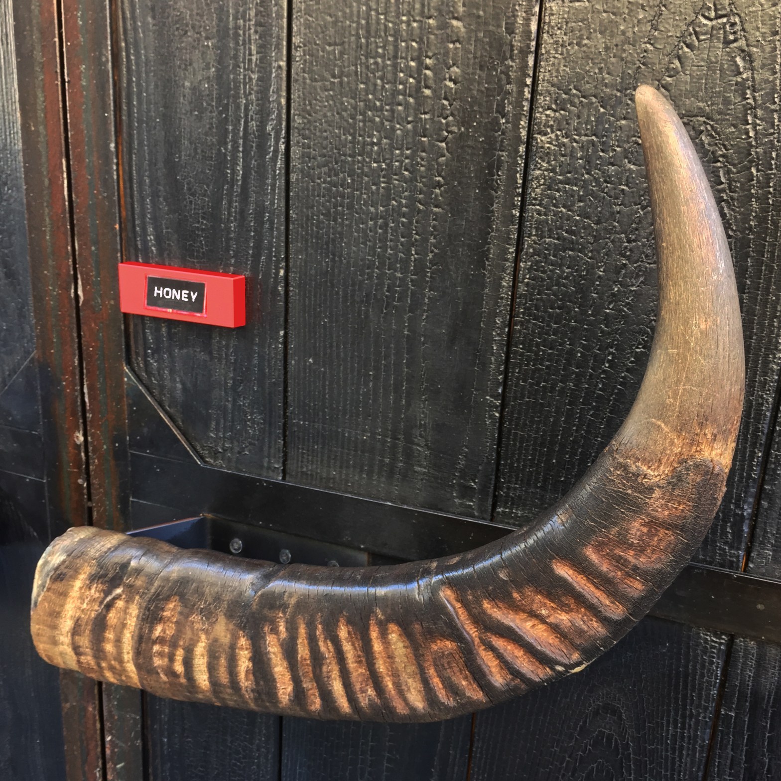 Longhorn Babe « Honey » – Washington, D.C. – 2015 – Le Sonneur